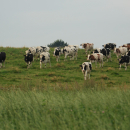 mbl_DSC09227