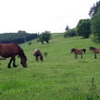 IMG_3622