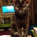 Nikita