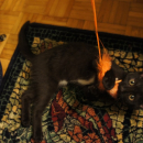 Nikita