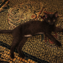 Nikita