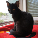 Nikita