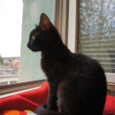 Nikita