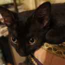 Nikita