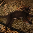 Nikita