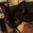 Nikita