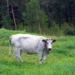 Z_KROWA_IMG_1688