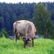 Z_KROWA_IMG_1689