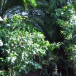 L_IMG_5781