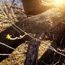 Wiosna n. Jez. Czerniakowskim