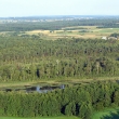 42. Elk