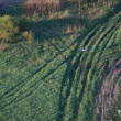 Bocian_DSC02267